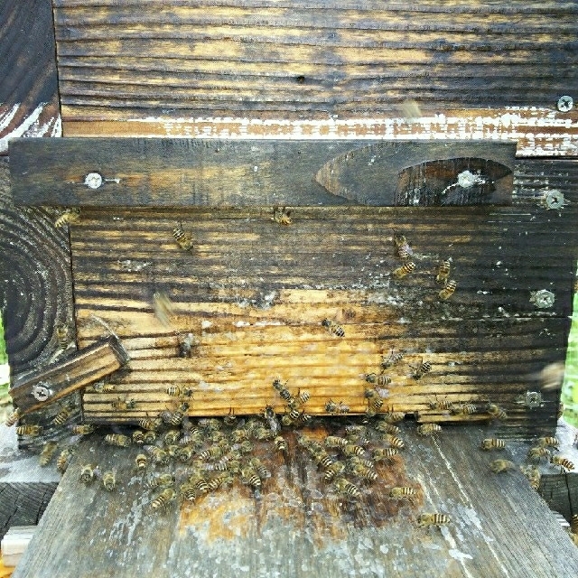 カラー説明書付き！ 日本蜜蜂誘引液500ml ミツバチ 巣箱 蜜蜂 分蜂 蘭 その他のペット用品(虫類)の商品写真