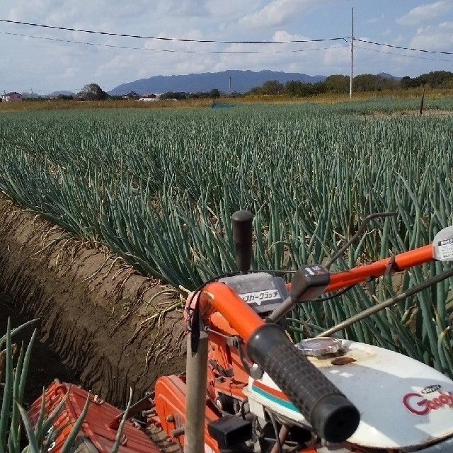 『訳あり』鳥取県産 白ねぎ バラ 3kg 食品/飲料/酒の食品(野菜)の商品写真