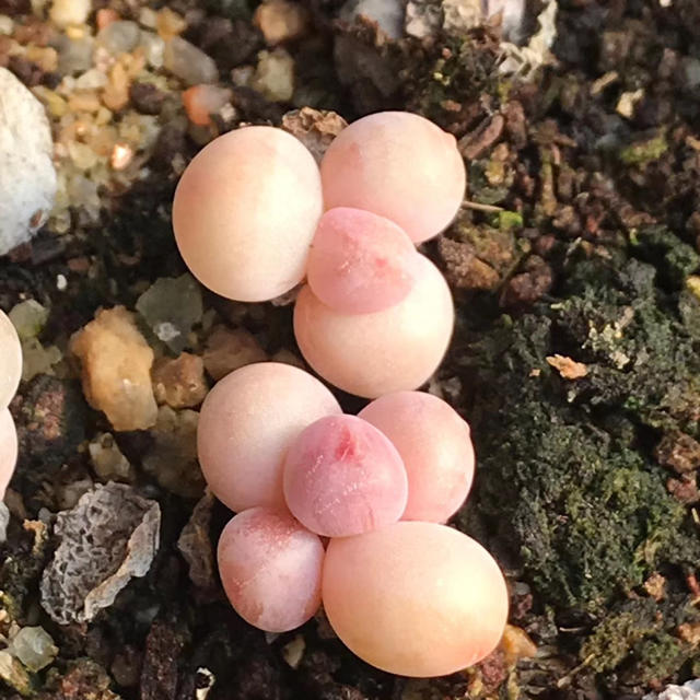 多肉植物その他