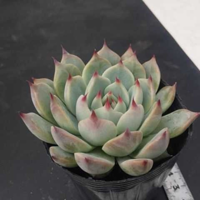 多肉植物 桃太郎 ハンドメイドのフラワー/ガーデン(その他)の商品写真