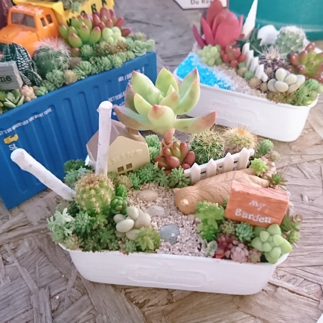 多肉植物  寄せ植え  即購入OK！ ハンドメイドのフラワー/ガーデン(その他)の商品写真