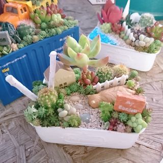 多肉植物  寄せ植え  即購入OK！(その他)