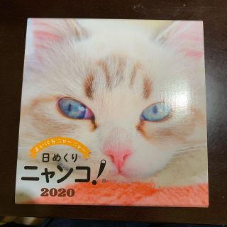 日めくりニャンコ！　2020 【新品】(カレンダー/スケジュール)