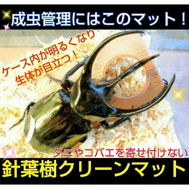 成虫管理はコレですよ！爽やかな香りの針葉樹クリーンマット！ダニ、コバエわかない！の通販 by iketeru's shop｜ラクマ