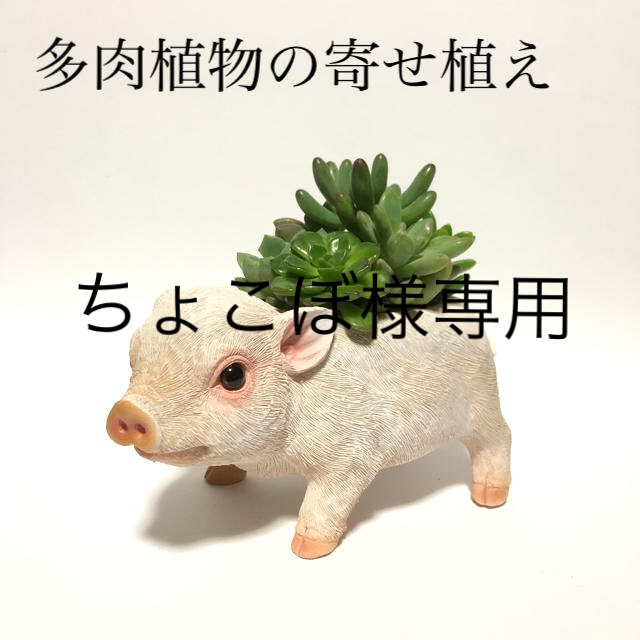 多肉植物の寄せ植え（ブタ）