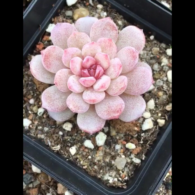 Echeveria 'Vincent Catto' ✖︎ラウイ　多肉植物