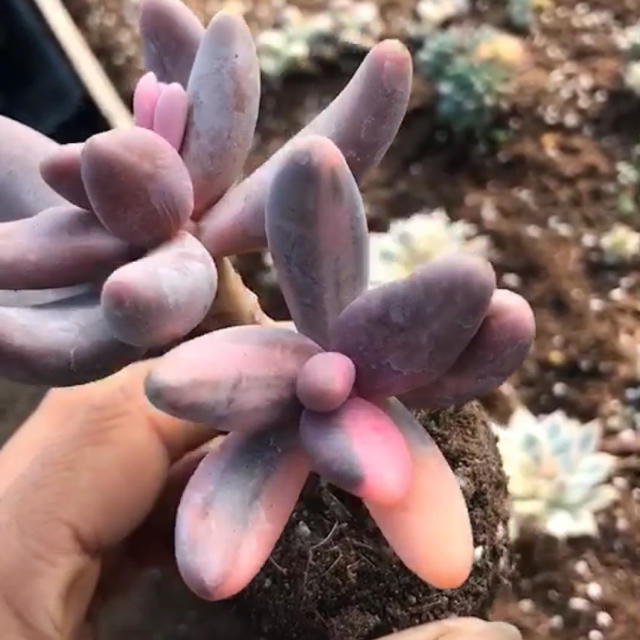 多肉植物　キャンディグレープ錦抜き苗