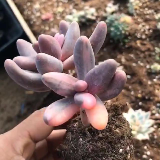 多肉植物 キャンディグレープ錦抜き苗 多肉植物 キャンディグレープ錦抜き苗