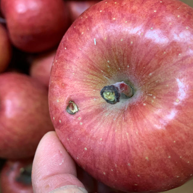 リンゴ　ふじりんご 食品/飲料/酒の食品(フルーツ)の商品写真