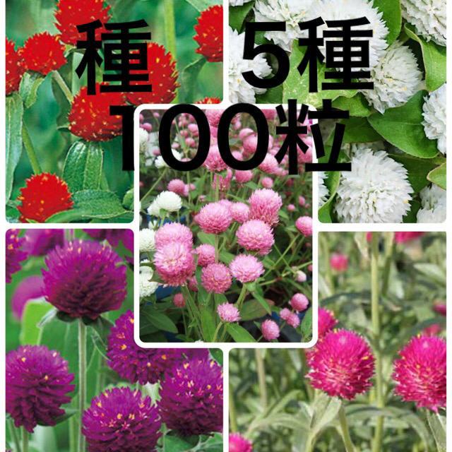 千日紅の種　5種 ハンドメイドのフラワー/ガーデン(その他)の商品写真
