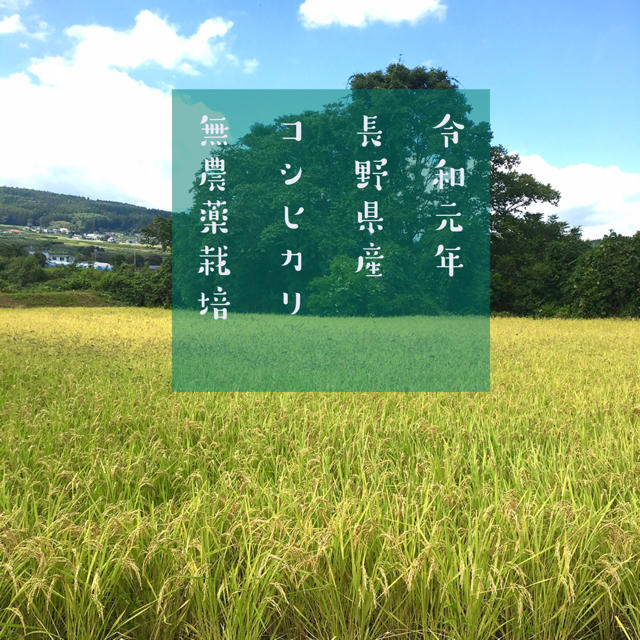 長野県産　令和元年　米/穀物　コシヒカリ　無農薬栽培