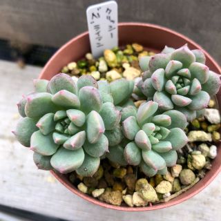 【多肉植物】クリッシーNライアン　※3個苗のみ配送(その他)