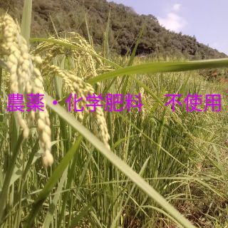 🉐白米　旭一号５kg[農薬・化学肥料不使用](米/穀物)