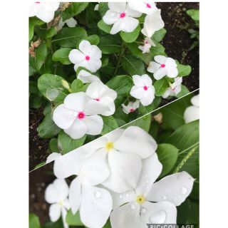 花の種　マリーゴールド 、アサガオ、日日草の種　夏の花(その他)