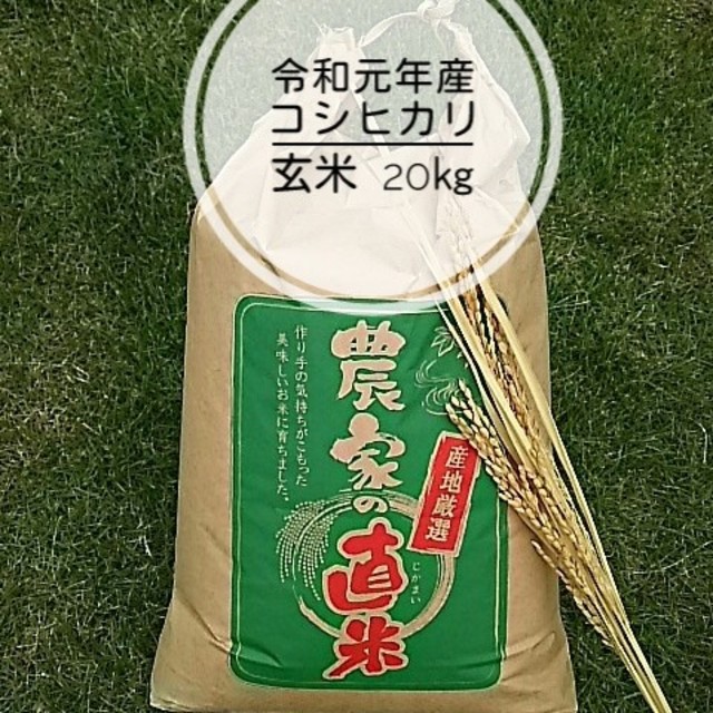 食品/飲料/酒令和元年産コシヒカリ玄米20kg