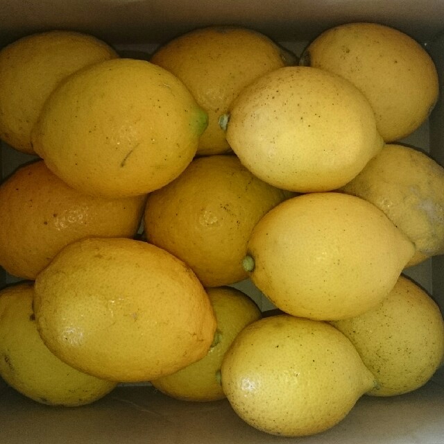 【わかちゃん専用】高知産レモン8kg　※無農薬有機肥料で栽培 ※注文後収穫