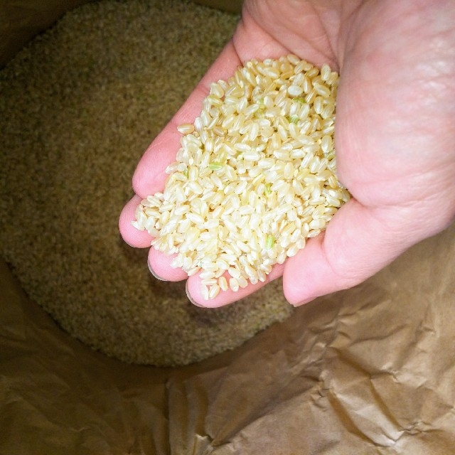 令和元年度・新米❗️岩手県花巻産減農薬ひとめぼれ24kg（玄米）　米/穀物