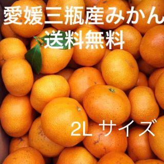 愛媛三瓶産みかん　2L 5キロ(フルーツ)