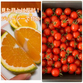 熊本県　高級ミニトマト500g 希少柑橘2kgセット(野菜)