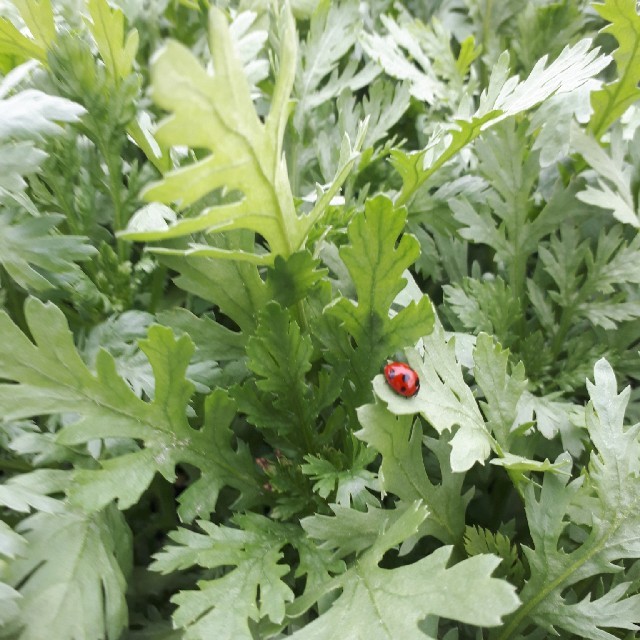 Hajikko様専用ページ♡ 食品/飲料/酒の食品(野菜)の商品写真