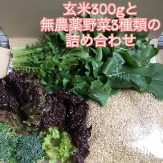 本日限定＊玄米300gと無農薬野菜3種類の詰め合わせ＊ブロッコリー等＊翌日配達＊(野菜)