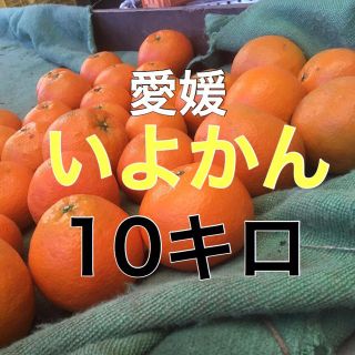 伊予柑10キロ(フルーツ)