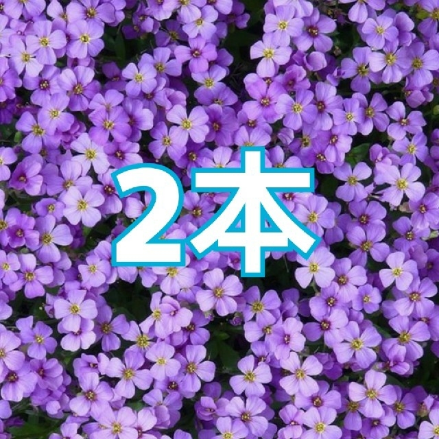 2本