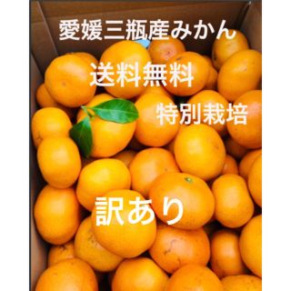 愛媛三瓶産みかん　訳あり　10キロ  (フルーツ)