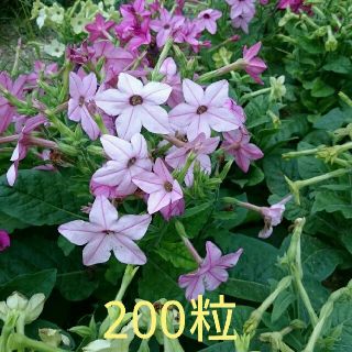 花タバコMIX 200粒(ドライフラワー)