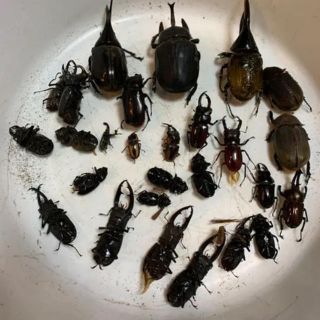 クワガタ　カブトムシ　死虫　標本　標本用(虫類)