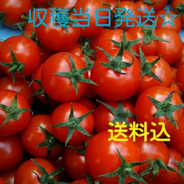 ｊｕｎｐａｎ様専用出品☆熊本県産ミニトマト2.7kg 食品/飲料/酒の食品(野菜)の商品写真