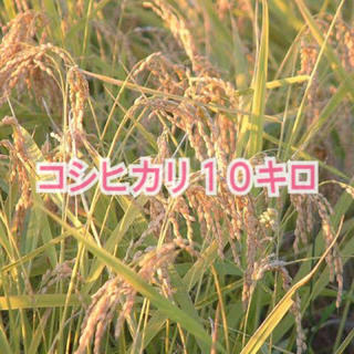 コシヒカリ１０キロ♡(米/穀物)