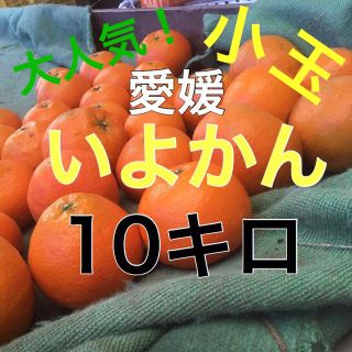 伊予柑小玉 10キロ(フルーツ)