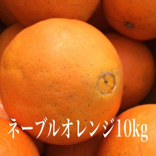 ネーブルオレンジ 10kg (フルーツ)