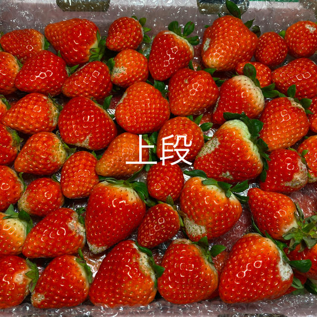 加工用苺●さがほのか2.1kg●いちご　イチゴ 食品/飲料/酒の食品(フルーツ)の商品写真