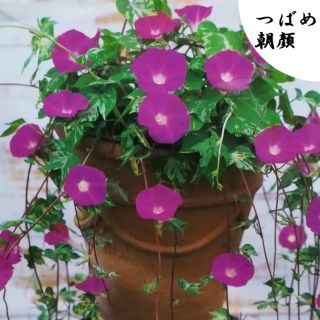 春まき花の種　　朝顔「つばめ朝顔」の種を20粒以上(その他)