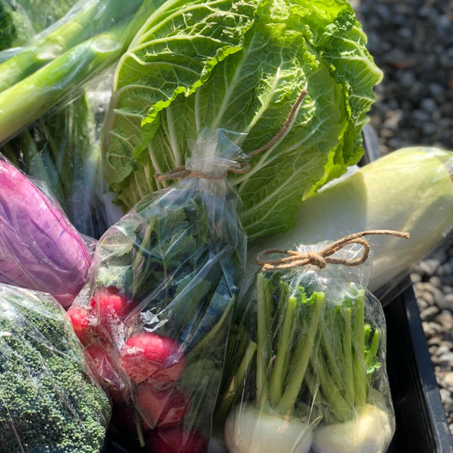 鹿児島で育った有機野菜詰め合わせ　100サイズ 食品/飲料/酒の食品(野菜)の商品写真