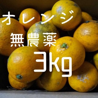 自家製 オレンジ 無農薬 加工用 約3kg(フルーツ)