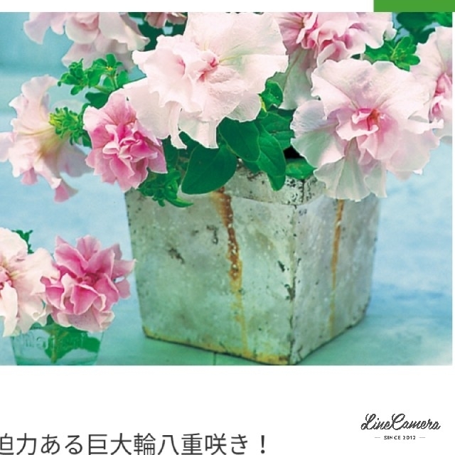 春蒔き種 花の種 ペチュニアオーキッドミスト ２０粒の通販 By コロちゃん S Shop ラクマ