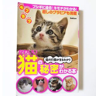 ガッケン(学研)の学研 かわいい猫の秘密がわかる本(趣味/スポーツ/実用)