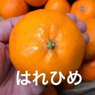 みかんとオレンジの良いとことり　はれひめ(フルーツ)