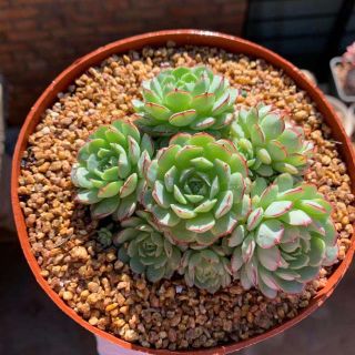 ご確認用　多肉植物　Echeveria 'Vincent Catto' ✖︎静夜(その他)