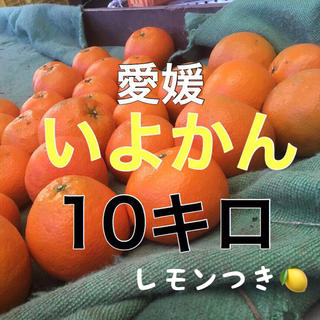 伊予柑10キロ レモンつき！(フルーツ)