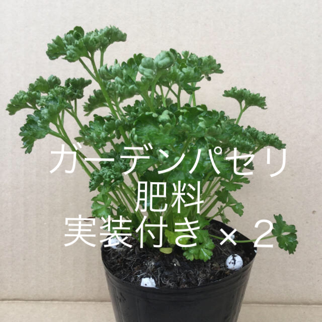 ガーデンパセリ  /  ガーデンパセリ肥料実装付き × 2 = ¥1,000.- 食品/飲料/酒の食品(野菜)の商品写真
