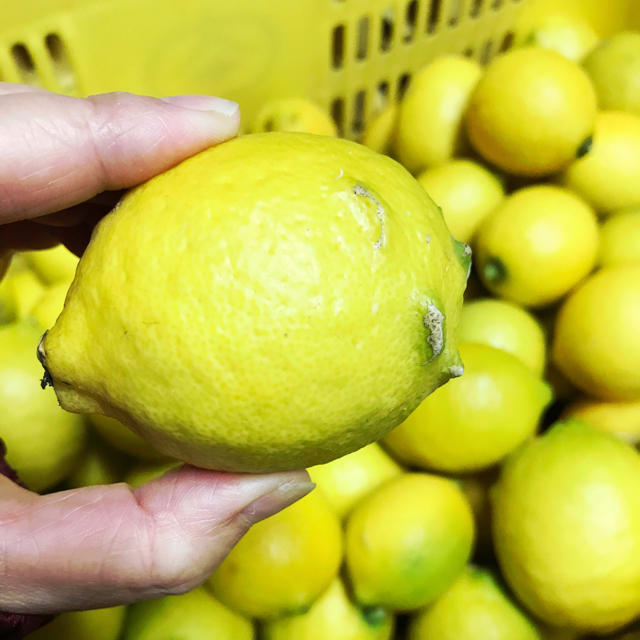 【もかっち様】瀬戸田レモン　特別栽培レモン　10キロ 食品/飲料/酒の食品(フルーツ)の商品写真