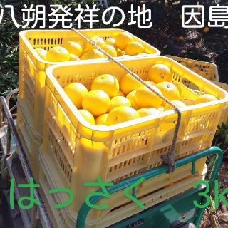 広島県産　はっさく3kg(フルーツ)