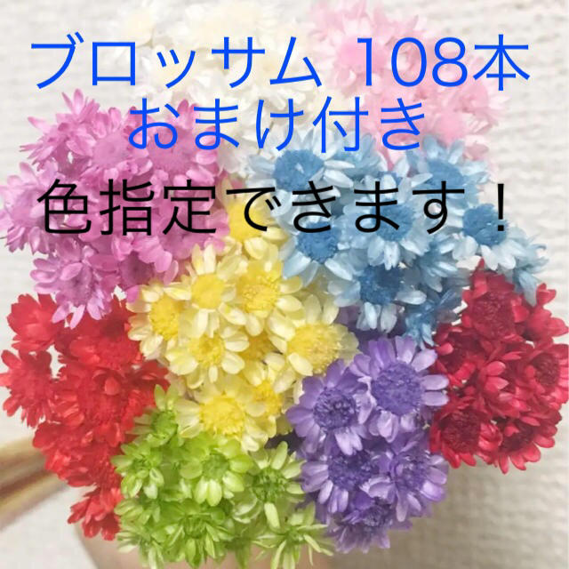 スターフラワー ブロッサム 108本 おまけ付 レジン ドライフラワー ハンドメイドのフラワー/ガーデン(ドライフラワー)の商品写真