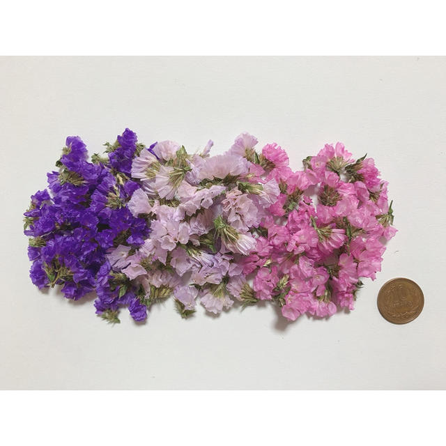 送料込350円　全3色スターチス花のみ ハンドメイドの素材/材料(その他)の商品写真