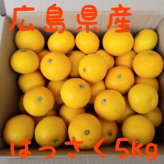 広島県産　はっさく5kg(フルーツ)