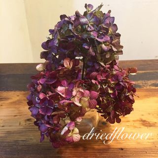 ドライフラワー  秋色紫陽花(ドライフラワー)